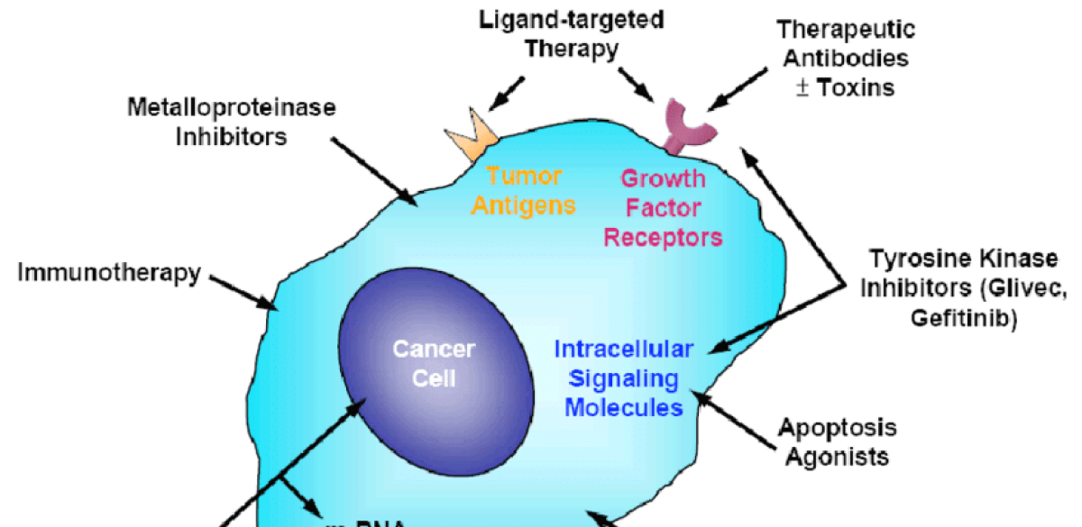 Targeted Therapy - Cancer Treatment